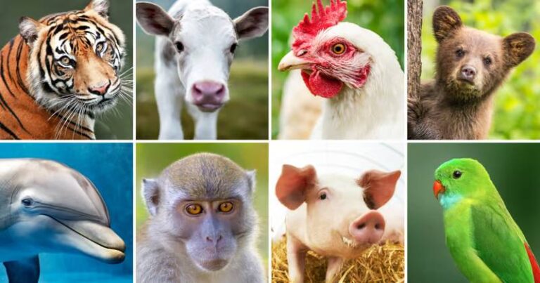 Danh De Theo Con Vat Bi Quyet Tang Co Hoi Trung So