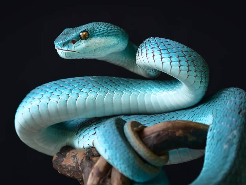 Ý nghĩa giấc mơ thấy rắn dưới góc nhìn người chơi lô đề